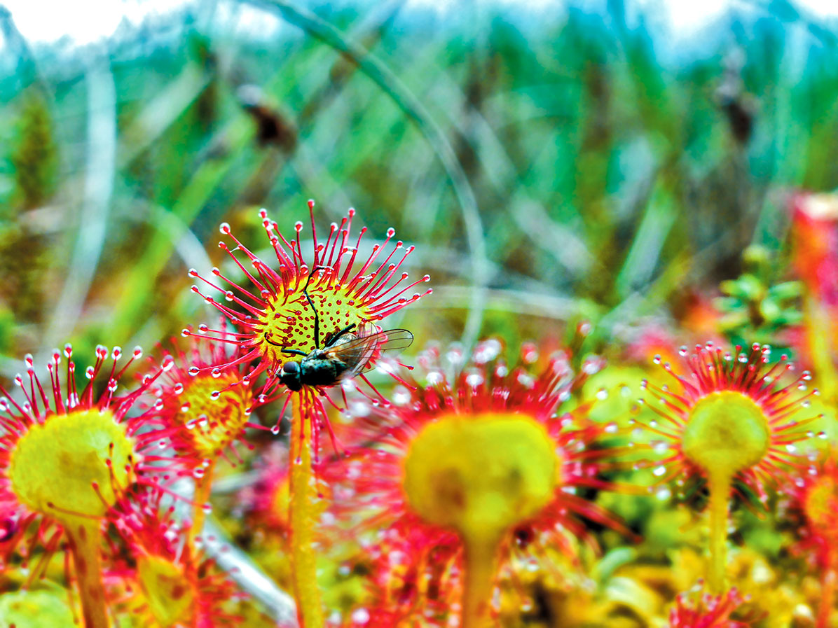 New rare colorful Drosera peltata Potted Plant circular Sundew carnivorous Plants Garden 100+ Seeds