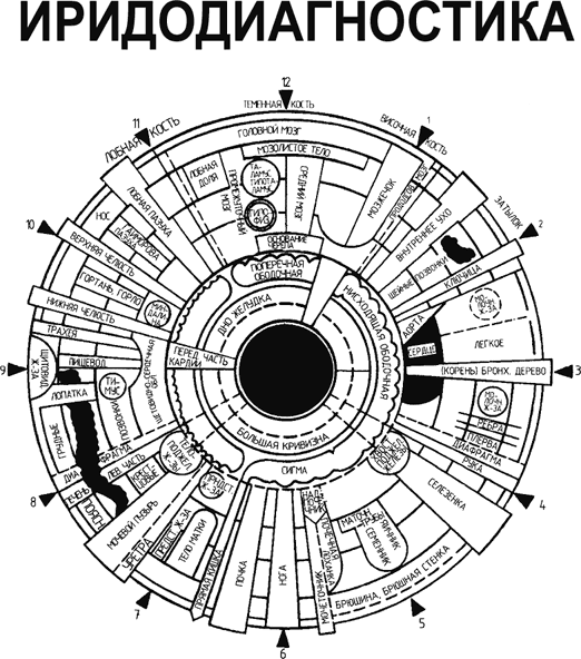 Иридодиагностика схема радужной оболочке