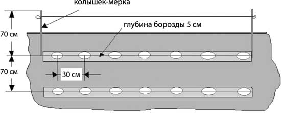 Схема посадки картофеля в гребни