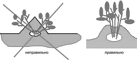 Схема посадки картофеля в гребни вручную