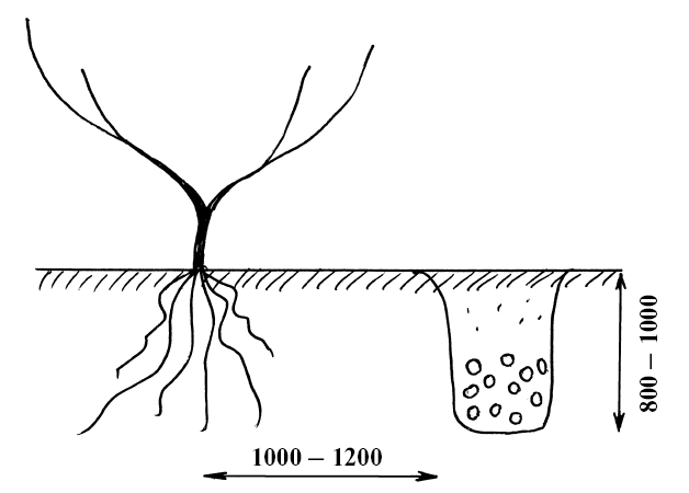 Схема траншеи под виноград