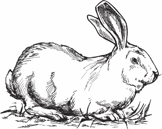 На рисунке изображены горностаевые кролики. Раскраска зайца гиганта. Кролики гиганты. Кролики великаны рисунок. Кролики породы рисунки.