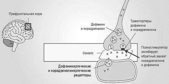 Механизм действия психостимуляторов схема