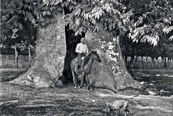 Лукоморье 70. Песнь старого дуба Горький. Песнь старого дуба Горький обложка.