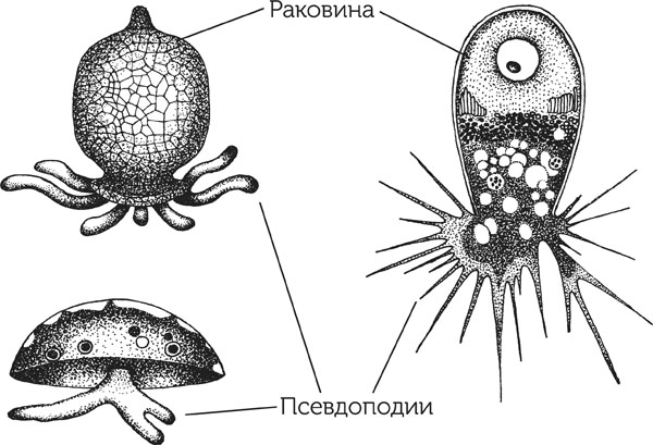 Раковинная амеба рисунок