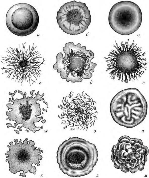 Схема описания колоний бактерий