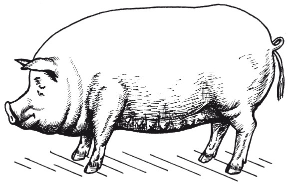 Степная свинья. Украинская Степная белая свинья. Белая Степная порода свиней. Украинская Степная порода свиней. Порода поросят украинская Степная.
