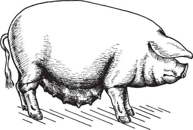 11 свиней. Порода свиней рис 337. Свинья рисунок. Хряк рисунок. Телосложение крупно-белой свиньи.