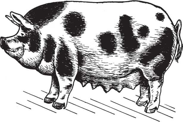 Степная свинья. Украинская Степная Рябая порода свиней. Белорусские черно-пестрые свиньи. Белорусская черно-пестрая порода свиней. Рябая порода свиней.