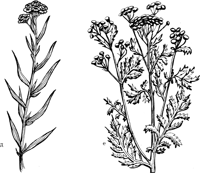 Рисунок пижмы обыкновенной