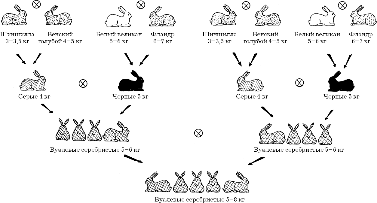 Обработка кролика схема