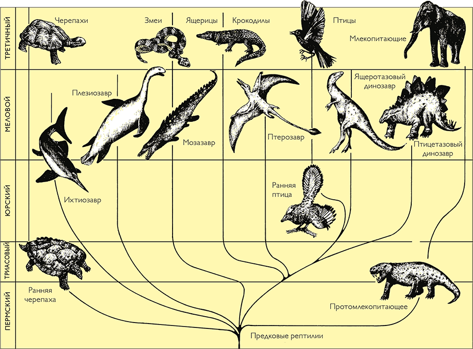 Расцвет млекопитающих появление птиц. Филогенетическое Древо рептилий. Филогенетическое Древо динозавров. Эволюция рептилий схема. Эволюционное Древо рептилий.