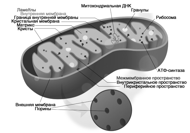 Внутренние мембраны кристы