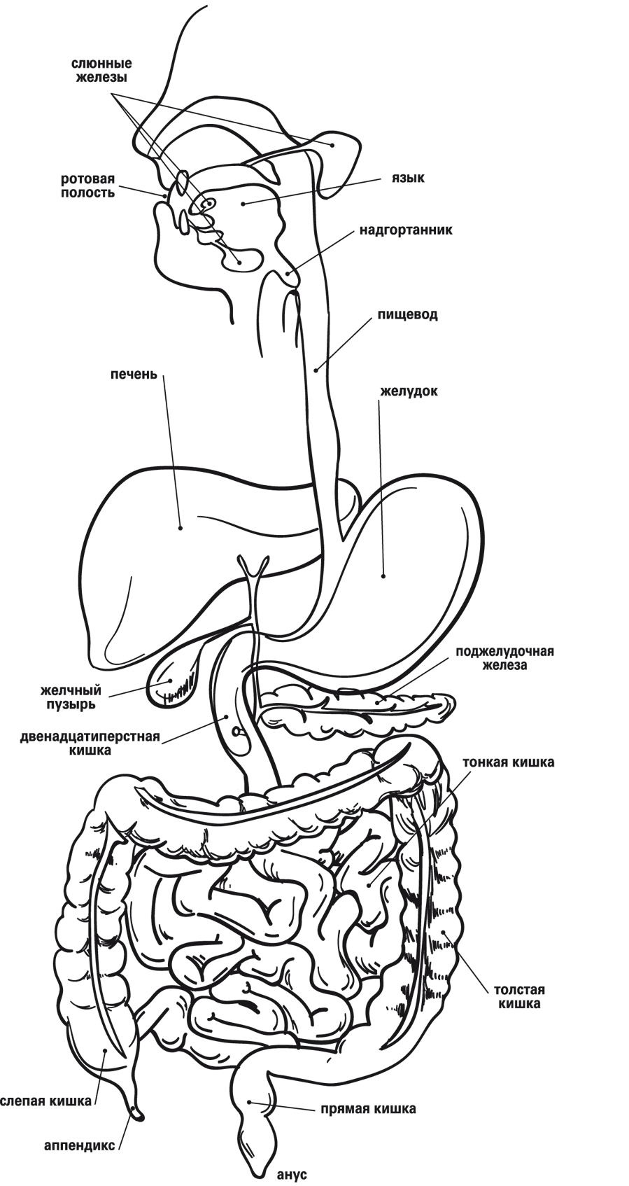 Устройство кишечника и желудка человека схема
