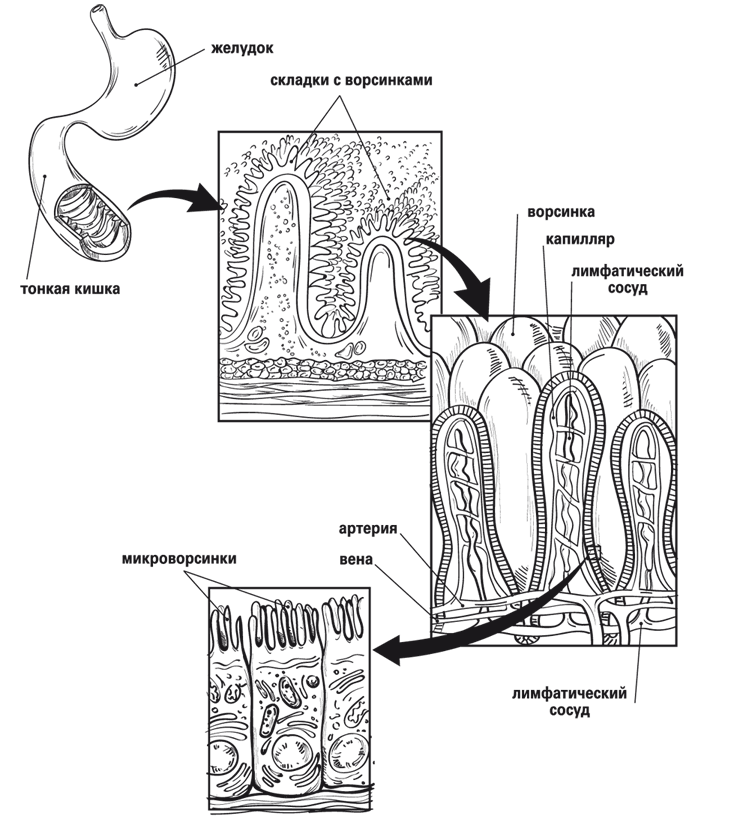 Кишечник в разрезе рисунок