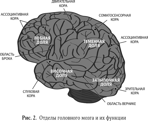 Ассоциативные доли мозга. Ассоциативная зона коры головного мозга. Ассоциативные области коры большого мозга.. Сенсорные моторные и ассоциативные зоны коры больших полушарий. Функции ассоциативной теменной коры.