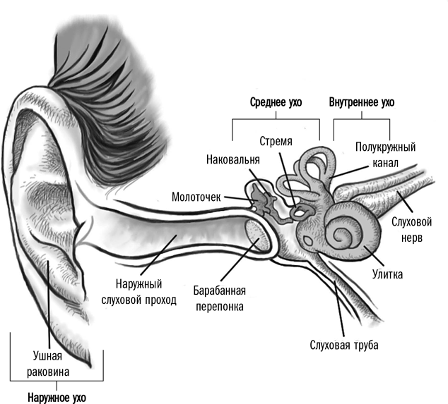 Ушные латынь. Строение уха анатомия латынь. Строение уха человека анатомия латынь. Анатомические структуры среднего уха. Наружное ухо строение латынь.