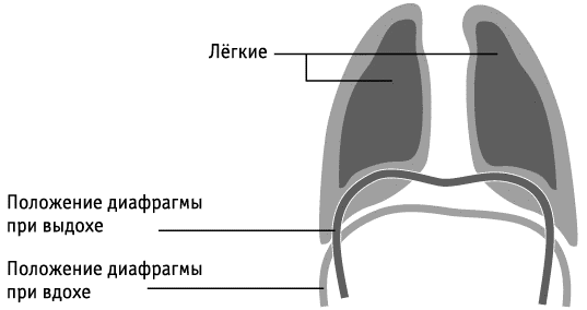 Схему положения грудной клетки при вдохе и выдохе