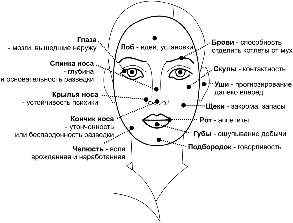 Лицо названное по действию. Физиогномика как читать человека по лицу. Чтение по лицу физиогномика. Чтение характера человека по чертам лица. Физиогномика схема лица.