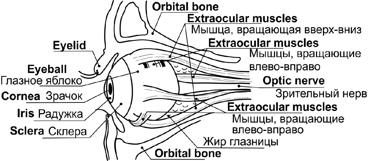 Глазные яблоки расположены в парных углублениях черепа. Строение глазного яблока человека анатомия латынь. Мышцы глазного яблока анатомия на латыни. Орган зрения анатомия латынь. Строение глаза анатомия латынь.
