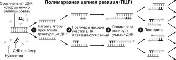 Этапы пцр картинки