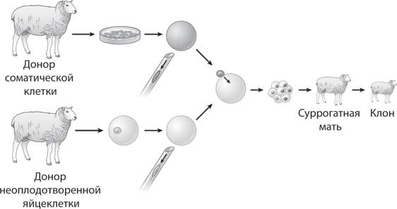 Схема клонирования овечки долли