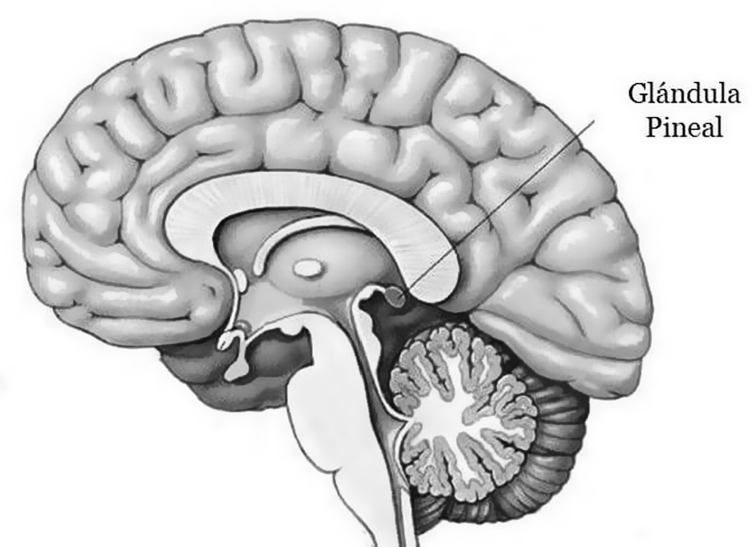 Шишковидная железа головного. Шишковидная железа Декарт. Шишковидная железа и ковид. Обызвествление шишковидной железы. Шишковидная железа фото.