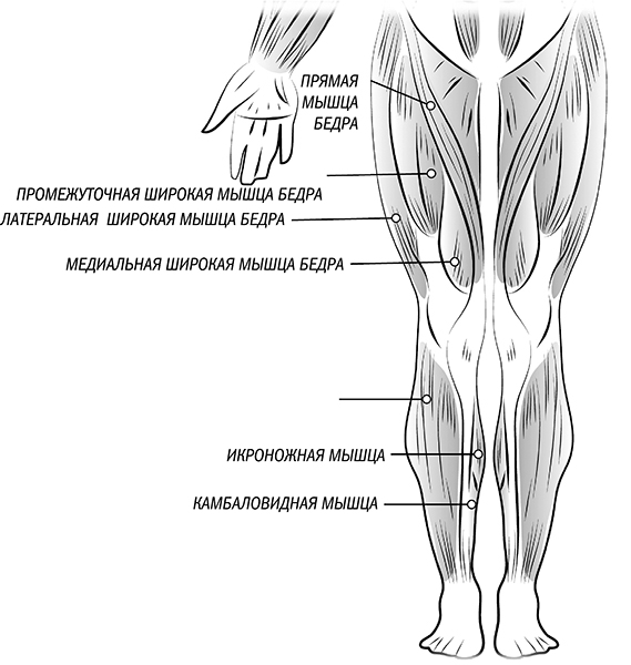 Медиальная широкая мышца бедра