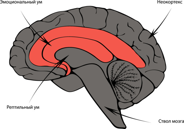 Неокортексе лимбической системе рептильном мозге. Ствол мозга лимбическая система неокортекс. Рептильный мозг лимбический мозг и неокортекс. Лимбическая Рептильная система. Структура мозга рептильный неокортекс.
