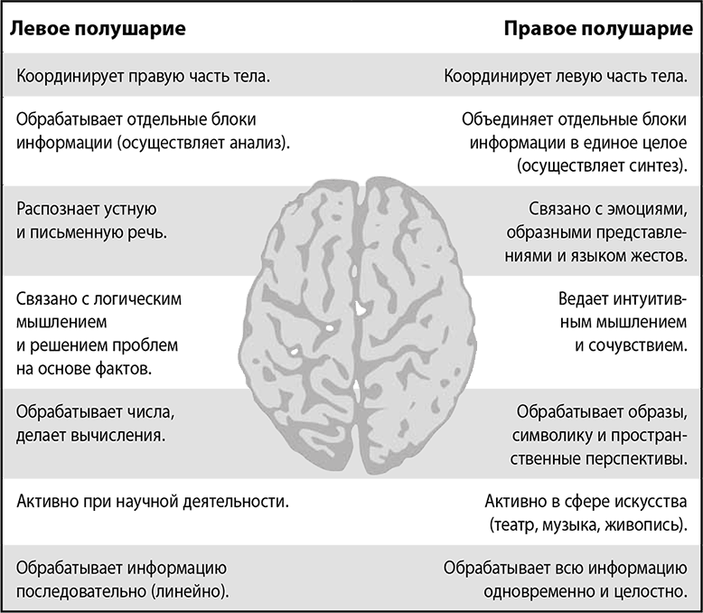 Характеристика полушарий мозга. Характеристики левого полушария. Функции правого и левого полушария. Левое и правое полушарие мозга функции. Левое и правое полушарие мозга различий.