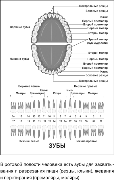 Моляры премоляры схема