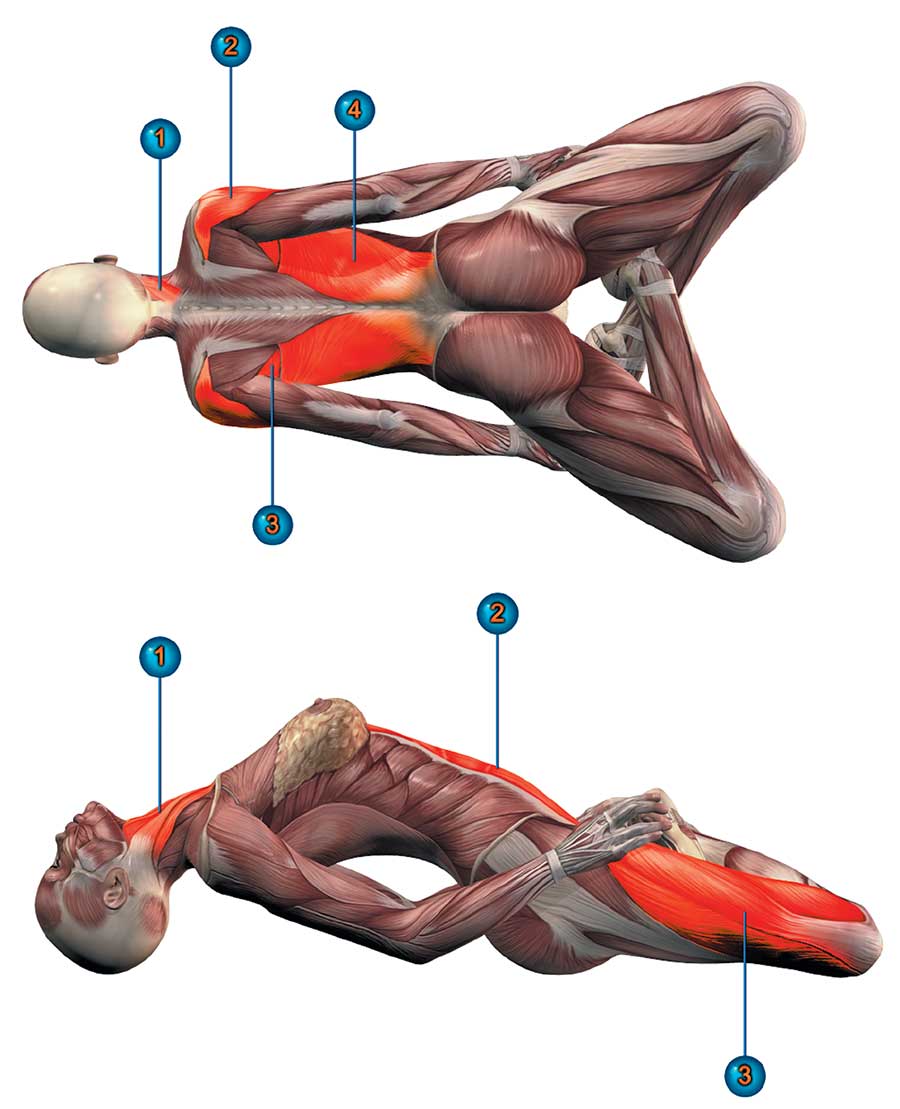 Анатомия падения. Матсиасана поза рыбы. Матсиасана анатомия. Шалабхасана анатомия. Паривритта шашанкасана.