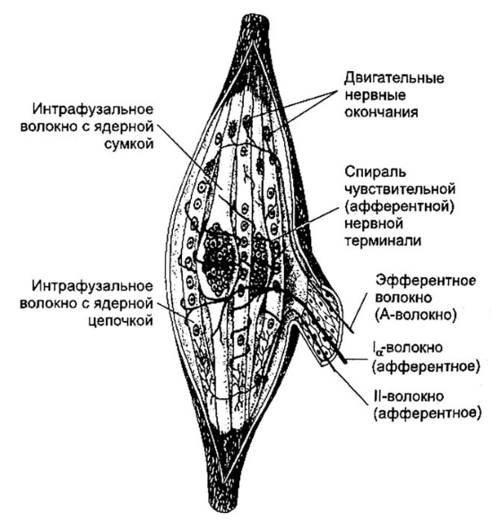 Нервно мышечное веретено схема