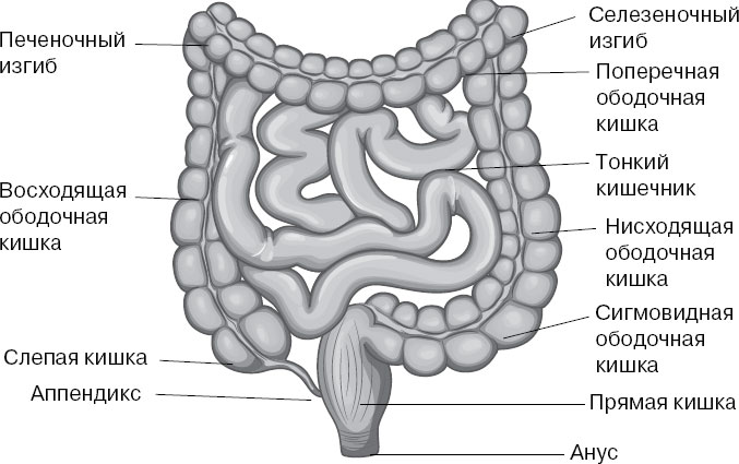 Толстая кишка анатомия рисунок