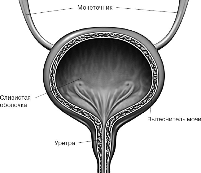 Мочевой пузырь у мужчин и женщин. Мочевой пузырь анатомия схема. Мочевой пузырь продольный разрез. Строение мочевого пузыря.