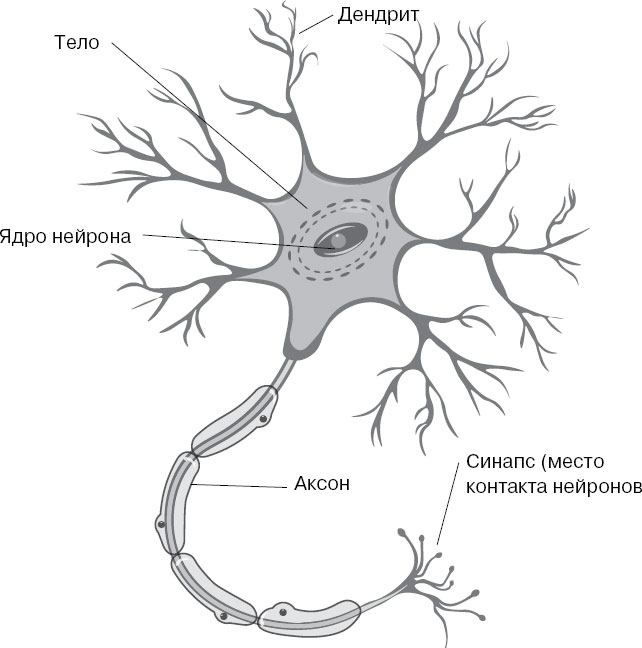 Схема строения нервной клетки