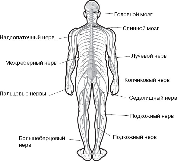 Общий план строения периферической нервной системы