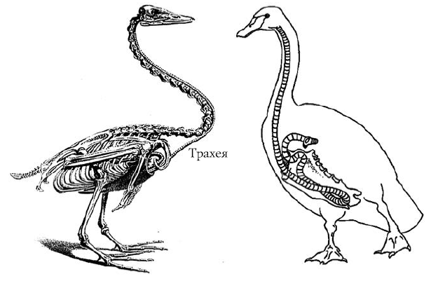 Анатомия гуся в картинках