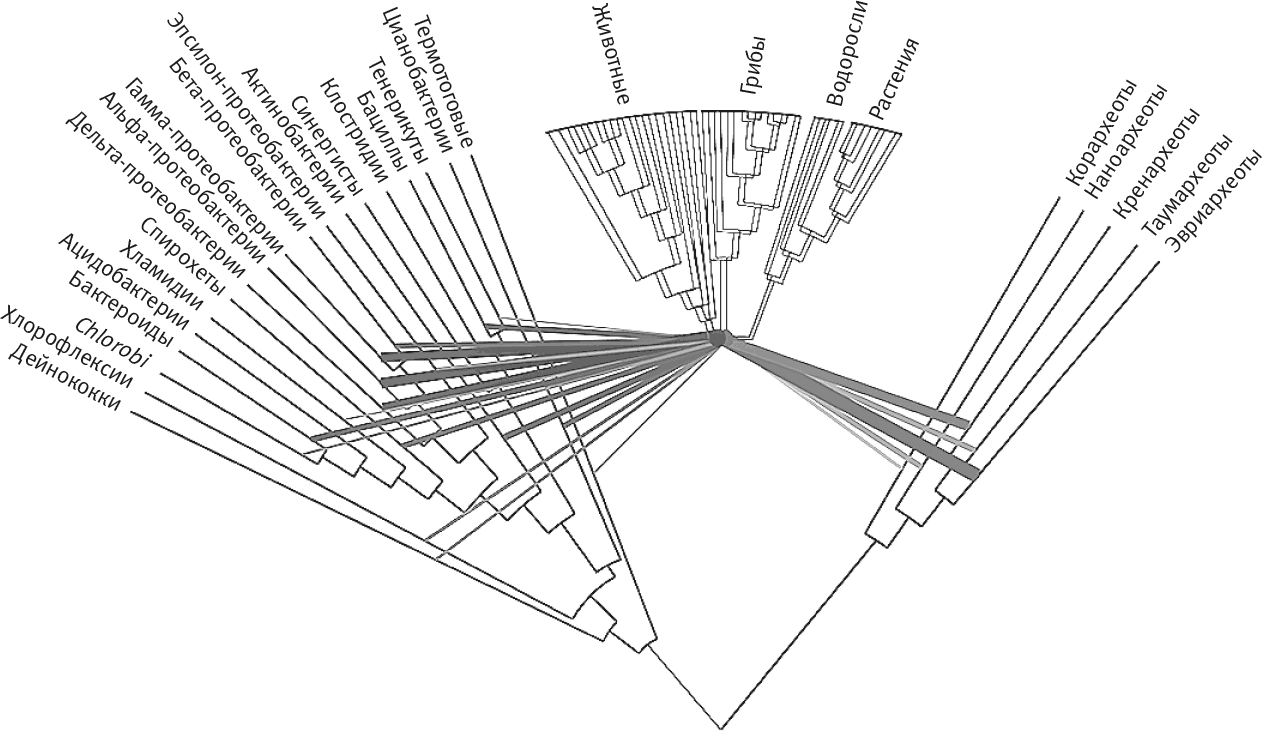 The phylogenetic Handbook. How to draw phylogenetic Tree. Лейн вопрос жизни энергия Эволюция и происхождение сложности купить.