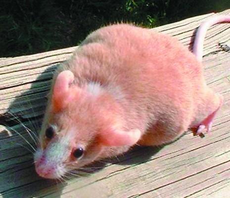 Розовая крыса. Розовая мышь Живая. Розовая мышь животное. Розовые мышки живые