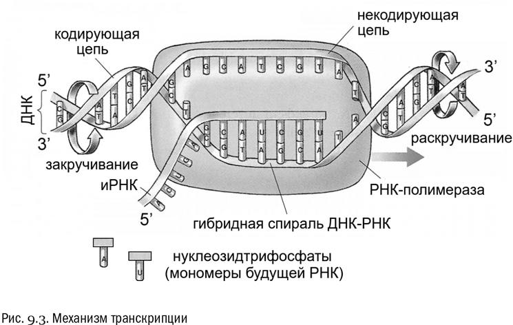 Кодирующая днк. Кодирующая и некодирующая ДНК. Некодирующие участки ДНК. Некодирующие последовательности ДНК. Кодирующая и некодирующая цепь ДНК.