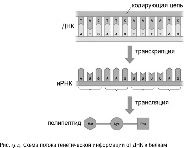 Транскрипция и трансляция схема