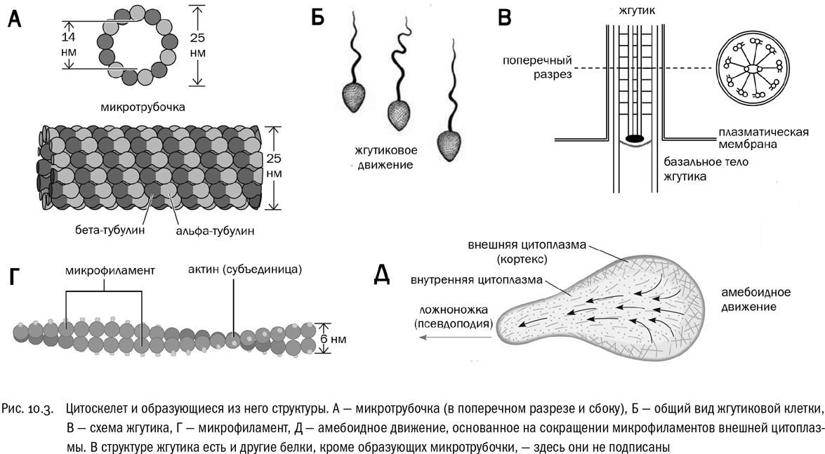 Жгутики клеточный рот. Строение жгутика микротрубочки. Микротрубочки микрофиламенты промежуточные филаменты строение. Строение жгутика эукариот. Структура жгутиков эукариот.