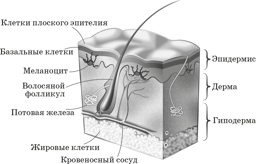 Кожа рисунок слои. Строение кожи. Структура кожи. Кожа состоит из трех слоев. Строение кожи чб.