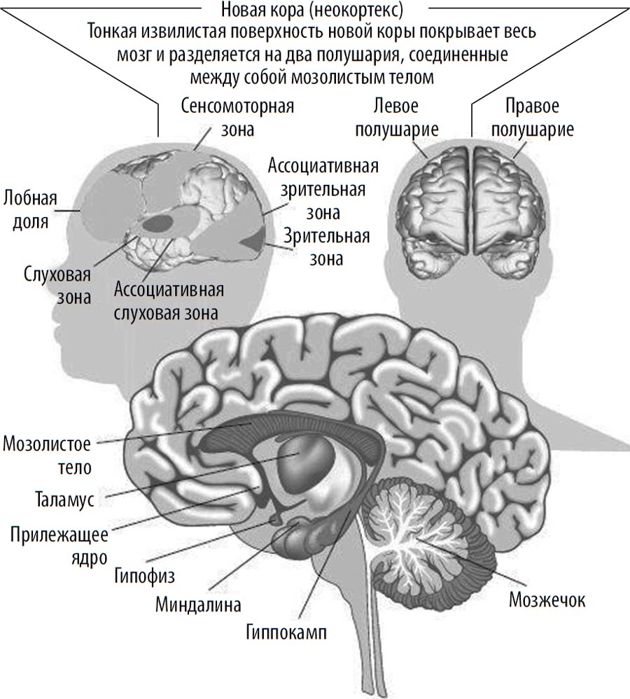 Самый древний отдел мозга. Отделы головного мозга неокортекс. Лимбическая система и неокортекс мозга. Рептильный мозг лимбический мозг и неокортекс.