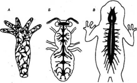 Диффузно узловая трубчатой нервной системы. Трубчатая нервная система у животных. Нервная система многоклеточных животных. Диффузная нервная система трубчатая. Типы нервной системы у многоклеточных животных.