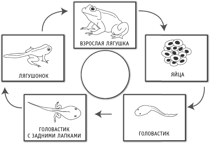 Схема размножения животных окружающий мир 3 класс