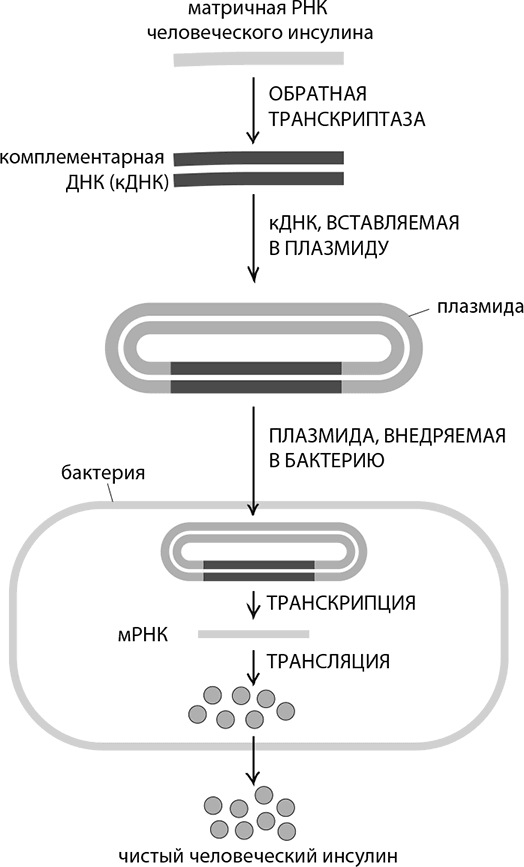 Обратная транскриптаза. Инсулин биотехнология. Синтез КДНК. Обратная транскриптаза в генной инженерии.