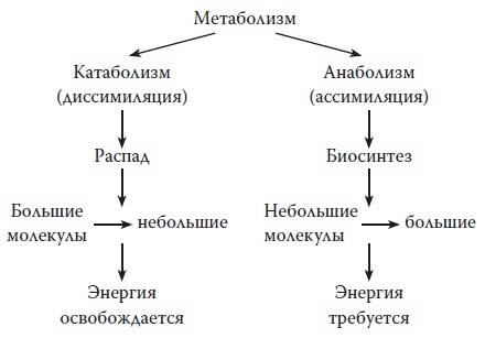 Метаболизм анаболизм схема. Катаболизм аминокислот схема. Катаболизм гистидина биохимия. Анаболизм и катаболизм простыми словами. Метаболизм схема анаболизм и катаболизм.