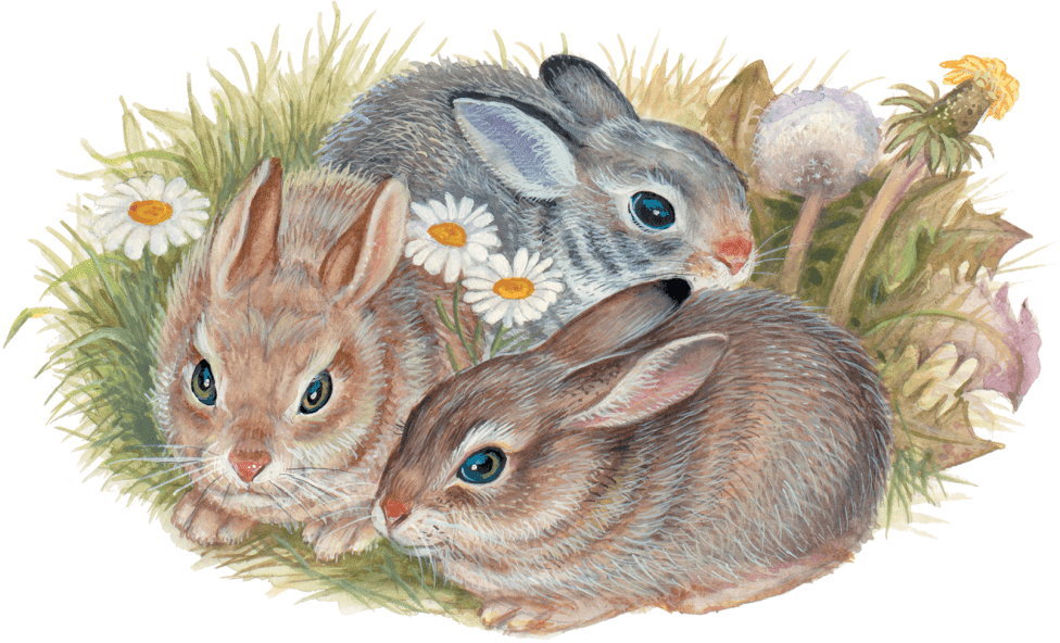 Картинка 3 зайца. Заячье семейство Эдуард ШИМ. Заячье семейство Эдуард ШИМ иллюстрации. Эдуард ШИМ заячьи Эдуард ШИМ заячьи семейства. Заяц для детей.